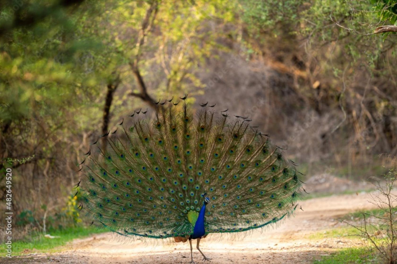 Hotel The Vanashrya Ranthambore Khilchīpur Esterno foto